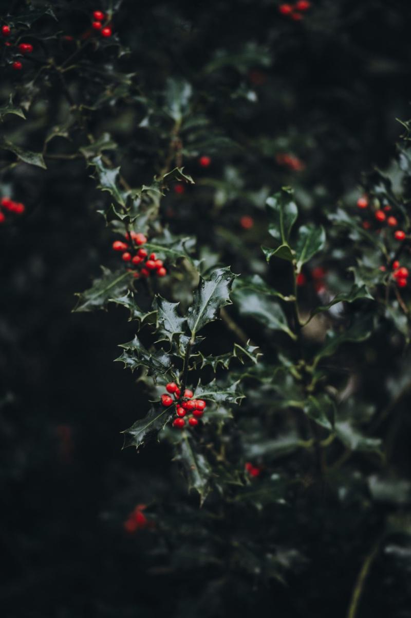 Image par défaut pour Marché de Noël à Rungis