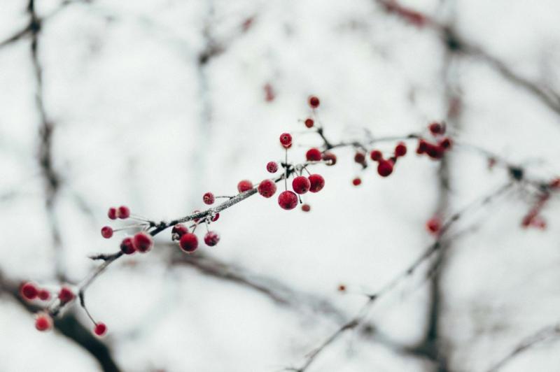 Image par défaut pour Marché de Noël de Fontainebleau